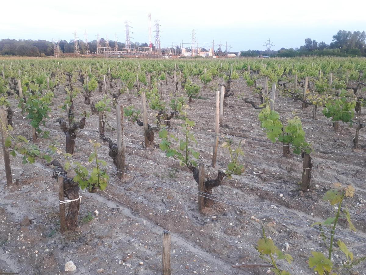 Chateau Gunes Cissac-Médoc 외부 사진